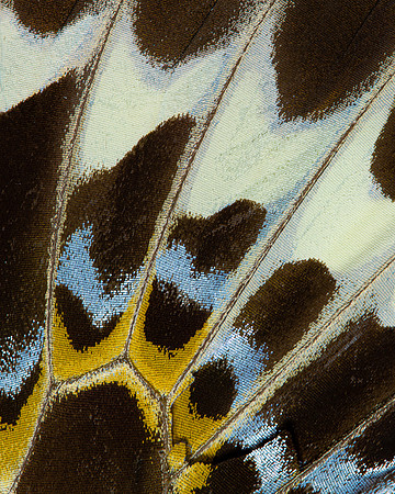 Butterfly wing