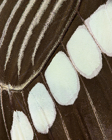 Butterfly wing
