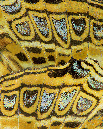Butterfly wing
