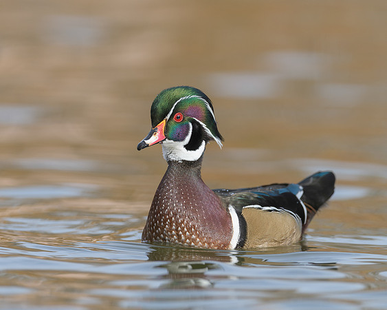 Wood Duck
