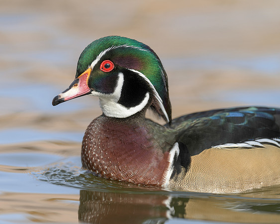 Wood duck