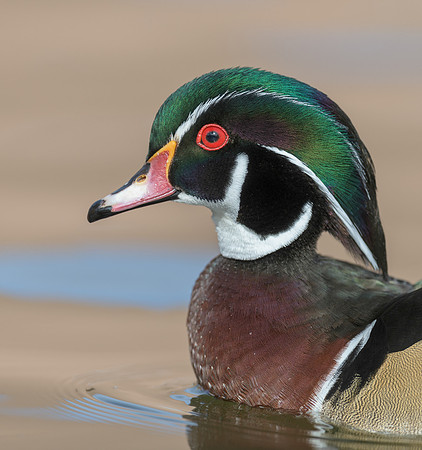 Wood duck