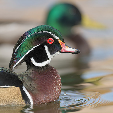 Wood duck