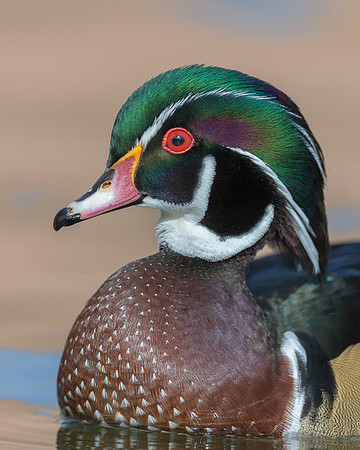 Wood duck