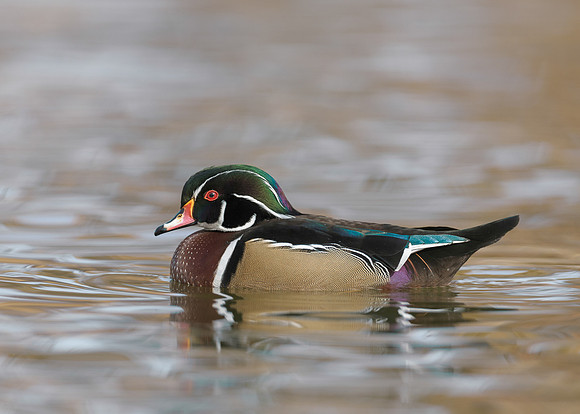 Wood duck