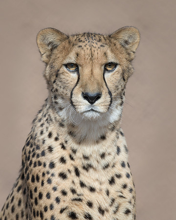 Cheetah