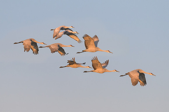 Sandhill cranes