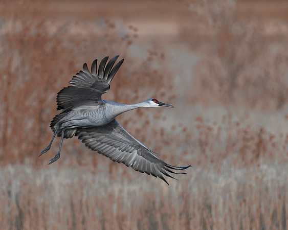 Sandhill cranes