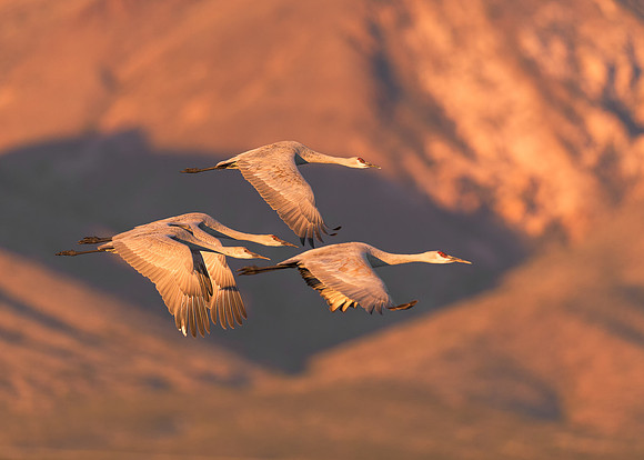 Sandhill cranes