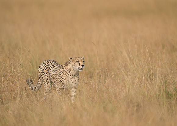Cheetah