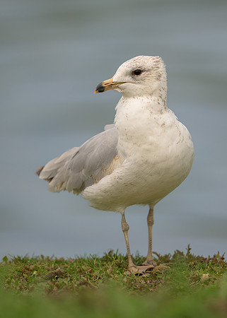 Gull