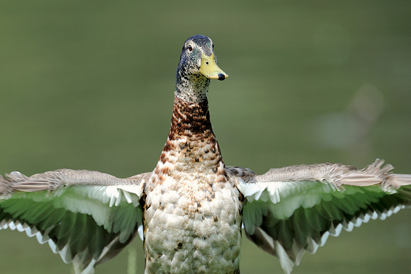 Duck