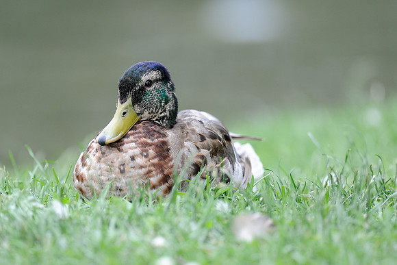 Mallard
