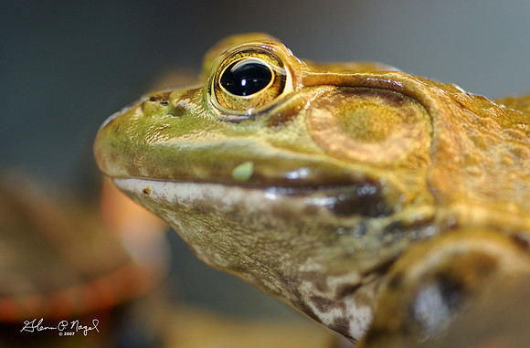One more bullfrog portrait