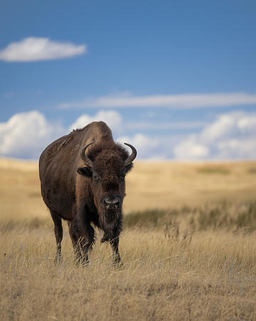 Bison