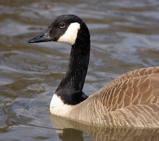 Goose