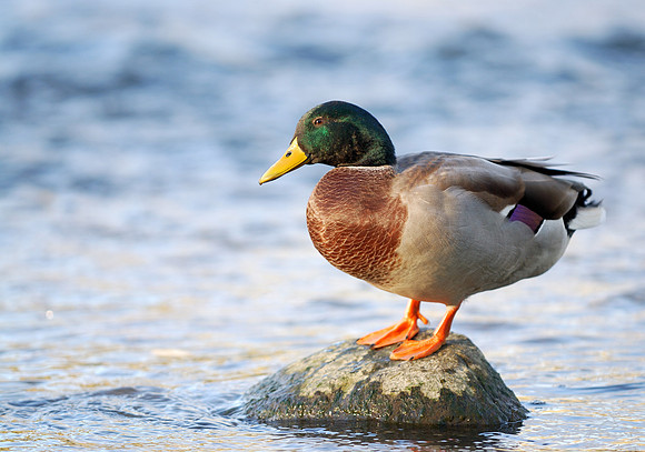 Drake Mallard