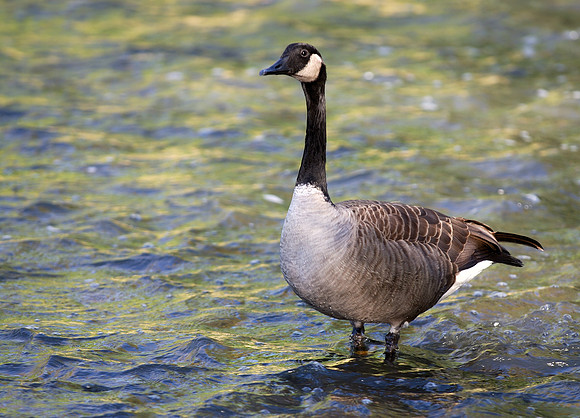 Canada goose