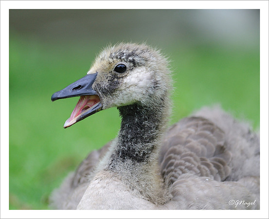 Gosling