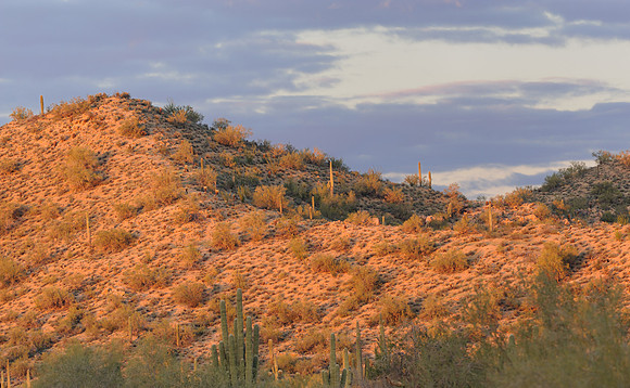Desert landscape