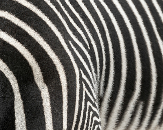 Zebra stripes