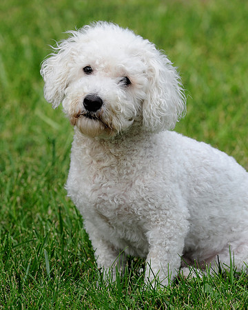 Max