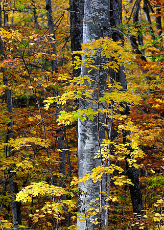 Yellow leaves