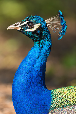 Peacock