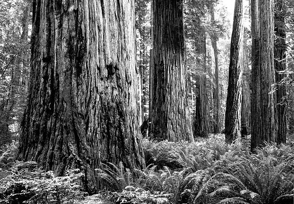 Redwood National Park