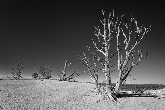 An old life form (B&W version)