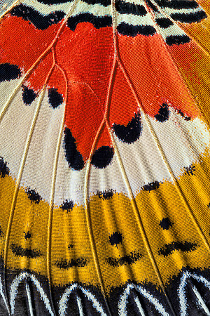 Butterfly wing