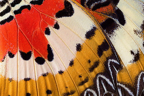 Butterfly wing