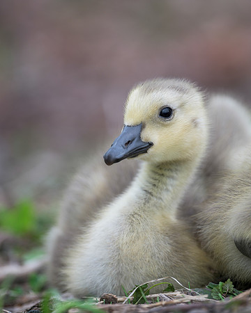 Gosling
