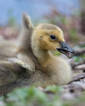 Gosling