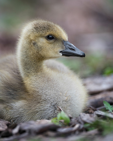 Gosling