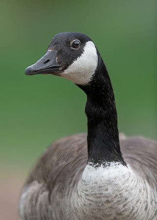 Canada goose