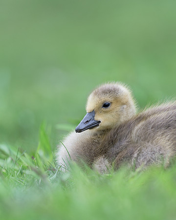 Gosling
