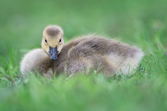 Gosling