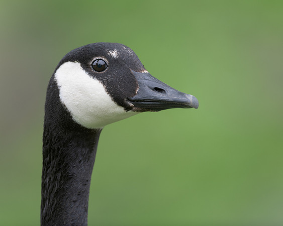 Canada goose