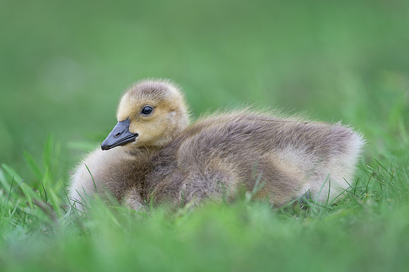 Gosling