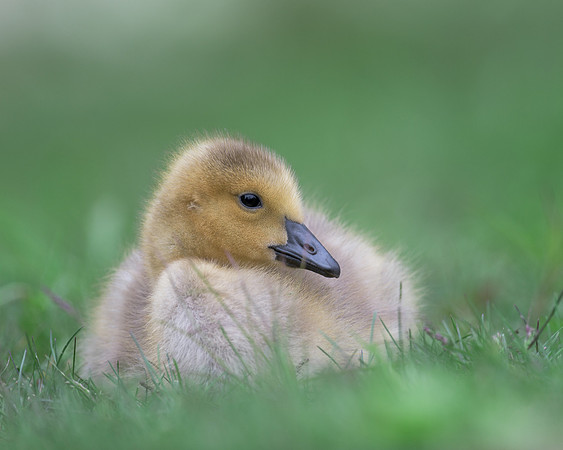 Gosling
