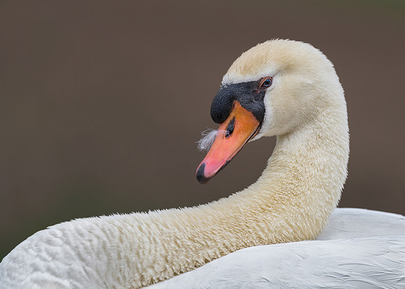 Swan