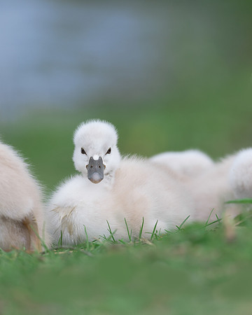 Cygnet