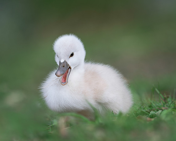 Cygnet