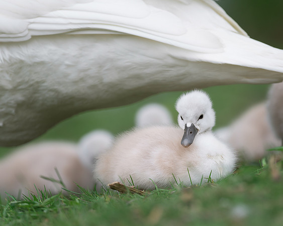 Cygnet