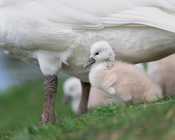 Cygnet