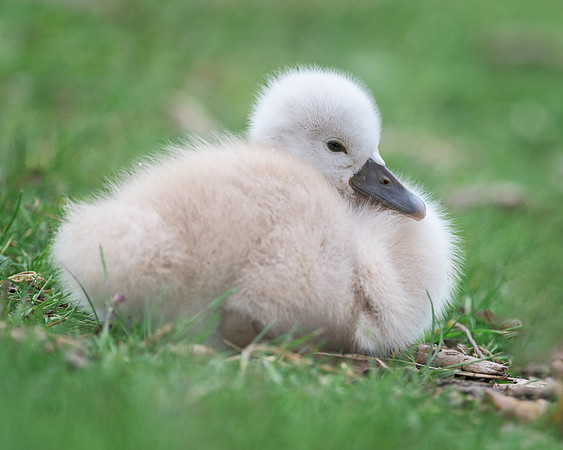 Cygnet