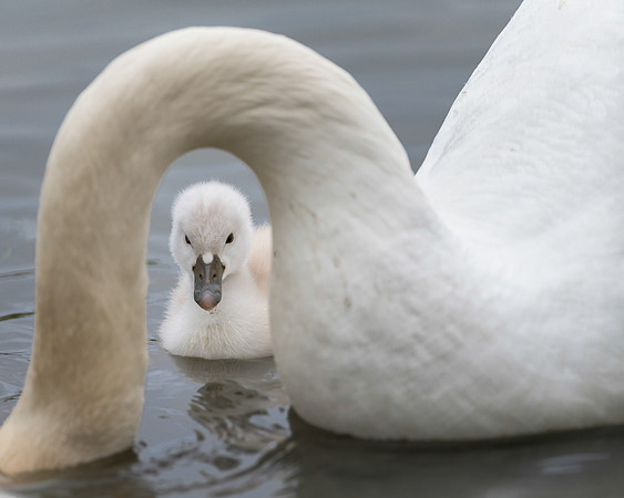Cygnet