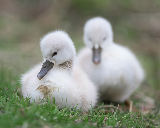 Cygnets