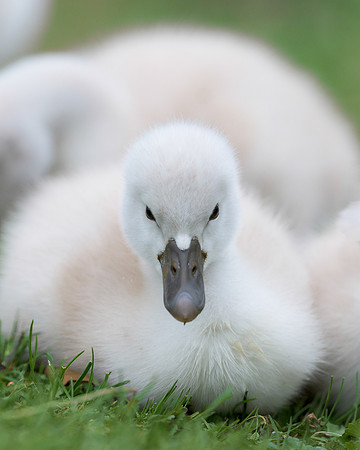 Cygnet